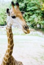 Giraf in the Zoo Royalty Free Stock Photo