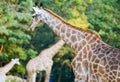 Giraf in the Zoo Royalty Free Stock Photo