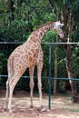 Giraf in the Zoo. Royalty Free Stock Photo
