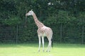 Giraf in a zoo Royalty Free Stock Photo