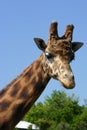 Girafa Royalty Free Stock Photo