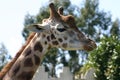 Girafa Royalty Free Stock Photo