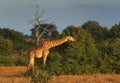 Girafe