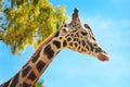 Girafe against blue sky