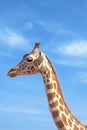 Girafe against blue sky