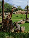 The girafe is calm and eating