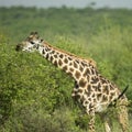 Girafe eating in the serengeti reserve Royalty Free Stock Photo
