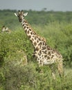 Girafe eating in the serengeti reserve