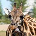 Girafe grimace Royalty Free Stock Photo