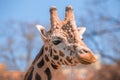 Girafe head standing in the bushes, Zambia, Southern Africa