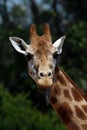 Girafe head with tongue