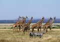 GIRAFE MASAI giraffa camelopardalis tippelskirchi Royalty Free Stock Photo