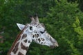 Girafe Royalty Free Stock Photo
