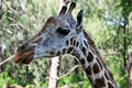 Girafe portrait