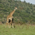 Girafe in the Serengeti