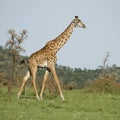 Girafe in the Serengeti Royalty Free Stock Photo
