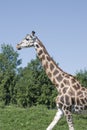 Girafe walking