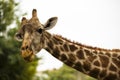 Girafe in a wildlife park