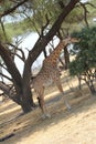 Girafee looking for food day time. Royalty Free Stock Photo