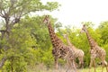 Girafes in Kruger National Park