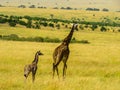 Giraff family