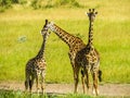 Giraff family Royalty Free Stock Photo