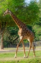 Giraff full body on ground in zoo Royalty Free Stock Photo