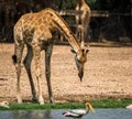 Giraff in the park