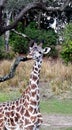 Giraff in safari