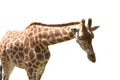 Giraff on white background, isolated