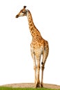 Giraffa cameleopardalis, Giraffe