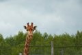 Giraffa camelopardalis giraffa. Close-up portrait of a South African giraffe Royalty Free Stock Photo