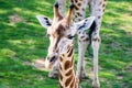 Giraffa camelopardalis linnaeus in zoo garden with green background