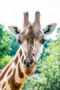 Giraffa camelopardalis linnaeus in zoo garden with green background