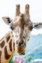 Giraffa camelopardalis linnaeus in zoo garden on light background