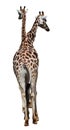 GIRAFFA CAMELOPARDALIS ROTHSCHILDI Royalty Free Stock Photo