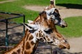 Giraffa camelopardalis rothschildi Royalty Free Stock Photo