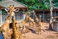 Giraffa portrait. Giraffes in shelter for animals, Thailand. Giraffes family