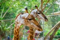 Giraffa portrait. Giraffes in shelter for animals, Thailand. Giraffes family