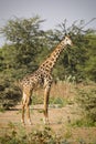 Giraffa, Tanzania Royalty Free Stock Photo