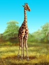 Giraffe Royalty Free Stock Photo