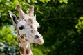 Giraffe Royalty Free Stock Photo