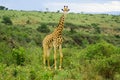 Giraffe Royalty Free Stock Photo