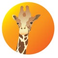 Giraffe Royalty Free Stock Photo