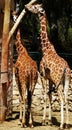 Giraffe Royalty Free Stock Photo