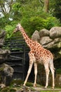 Giraffe Royalty Free Stock Photo