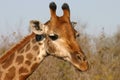 Giraffe Royalty Free Stock Photo