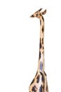 Giraffe Royalty Free Stock Photo
