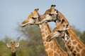 Giraffe Royalty Free Stock Photo