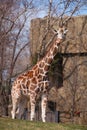 Giraffe Royalty Free Stock Photo